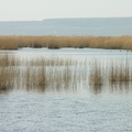 Neziderské jazero (trstiny)