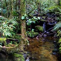 národní park Kinabalu – pestrá vegetace