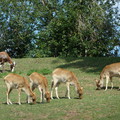 Dvůr Králové zoo-safari park