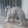 bílá forma tygra indického 8