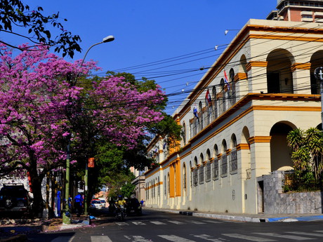 "lapacho" house in an street in Asuncion